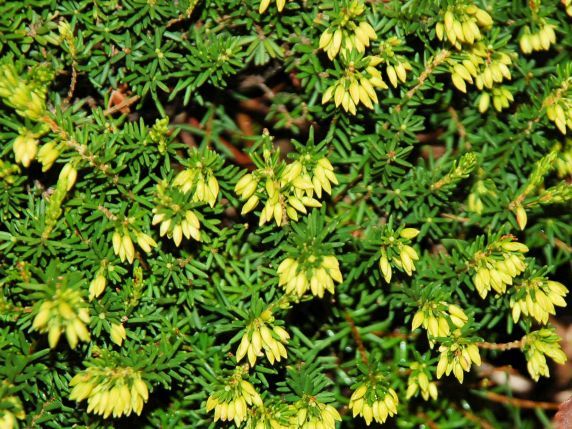 Moos-Sedum-Pflanzen - Gollner GmbH - Dachdeckerei, Spenglerei, Garten- und Landschaftsgestalter