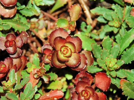 Moos-Sedum-Pflanzen - Gollner GmbH - Dachdeckerei, Spenglerei, Garten- und Landschaftsgestalter