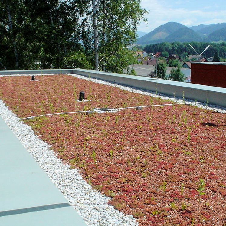 extensive Dachbegrünung mit Moos-Sedum-Pflanzen kurz nach der Fertigstellung - Gollner GmbH - Dachdeckerei, Spenglerei, Garten- und Landschaftsgestalter