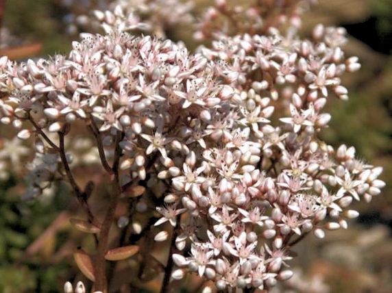 Moos-Sedum-Pflanzen - Gollner GmbH - Dachdeckerei, Spenglerei, Garten- und Landschaftsgestalter