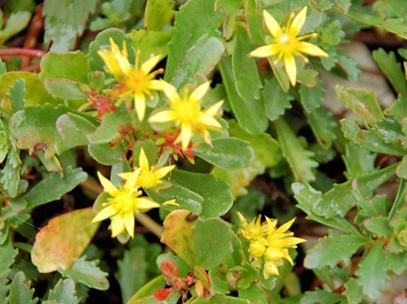 Moos-Sedum-Pflanzen - Gollner GmbH - Dachdeckerei, Spenglerei, Garten- und Landschaftsgestalter
