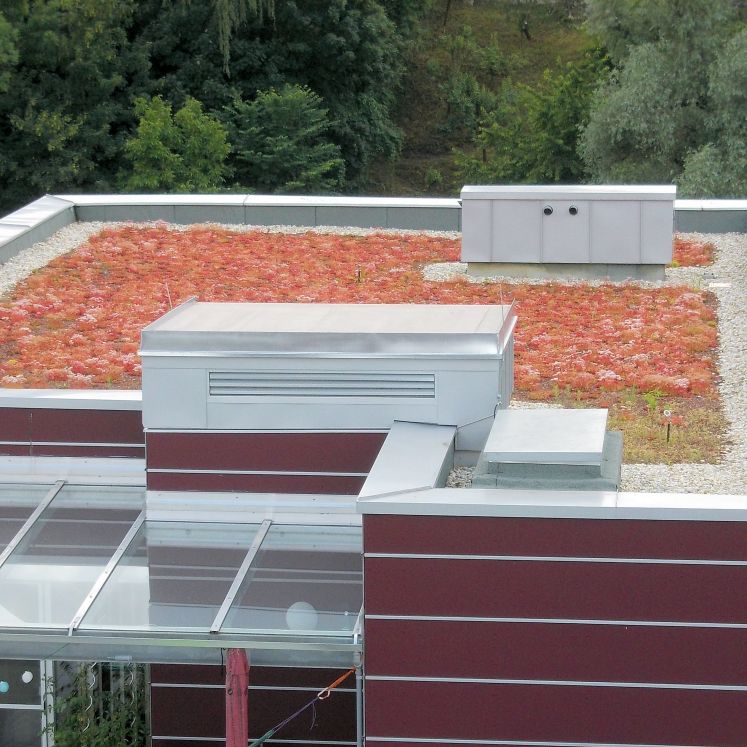extensive Dachbegrünung mit Moos-Sedum-Pflanzen kurz nach der Fertigstellung - Gollner GmbH - Dachdeckerei, Spenglerei, Garten- und Landschaftsgestalter