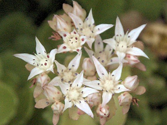 Moos-Sedum-Pflanzen - Gollner GmbH - Dachdeckerei, Spenglerei, Garten- und Landschaftsgestalter