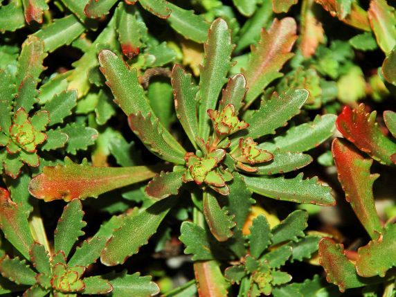  Moos-Sedum-Pflanzen - Gollner GmbH - Dachdeckerei, Spenglerei, Garten- und Landschaftsgestalter