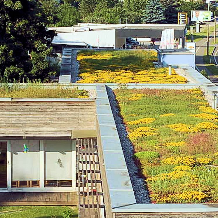 extensive Dachbegrünung mit Moos-Sedum-Pflanzen nach ca. 3 Jahren - Gollner GmbH - Dachdeckerei, Spenglerei, Garten- und Landschaftsgestalter
