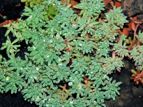 Moos-Sedum-Pflanzen - Gollner GmbH - Dachdeckerei, Spenglerei, Garten- und Landschaftsgestalter
